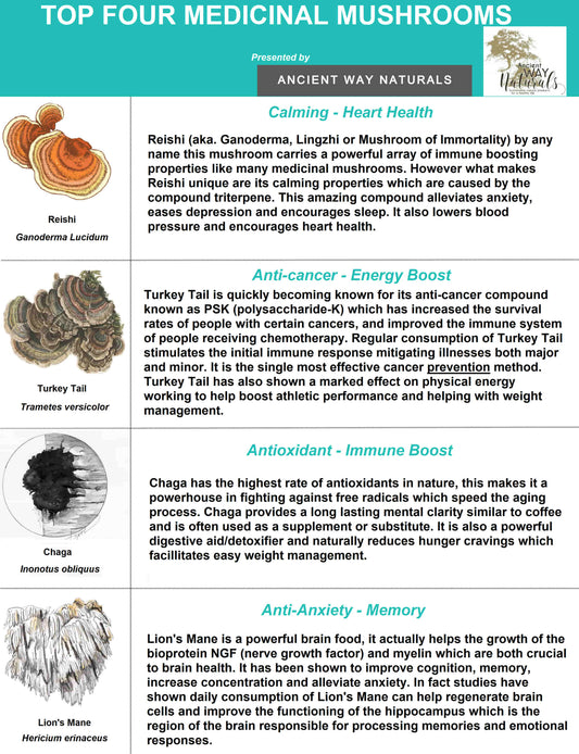 Information about Reishi, Turkey Tail, Chaga and Lion's Mane mushroom benefits