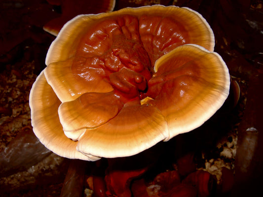 Benefits of the Renowned Reishi Mushroom