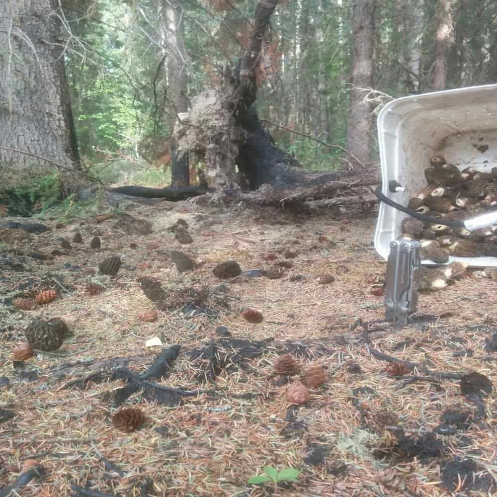 Burn Site Morels Growing from Morel Mushrooms Growing Kit planted in old fire area, fruiting scattered among pine cones