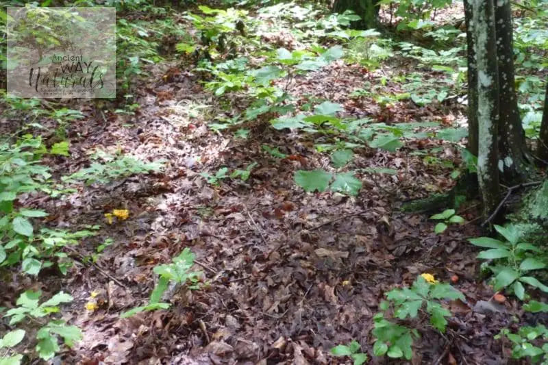 Scattered Chanterelle Mushrooms growing in forest among oak saplings, two years after planting Chanterelle Spore Growing Kit