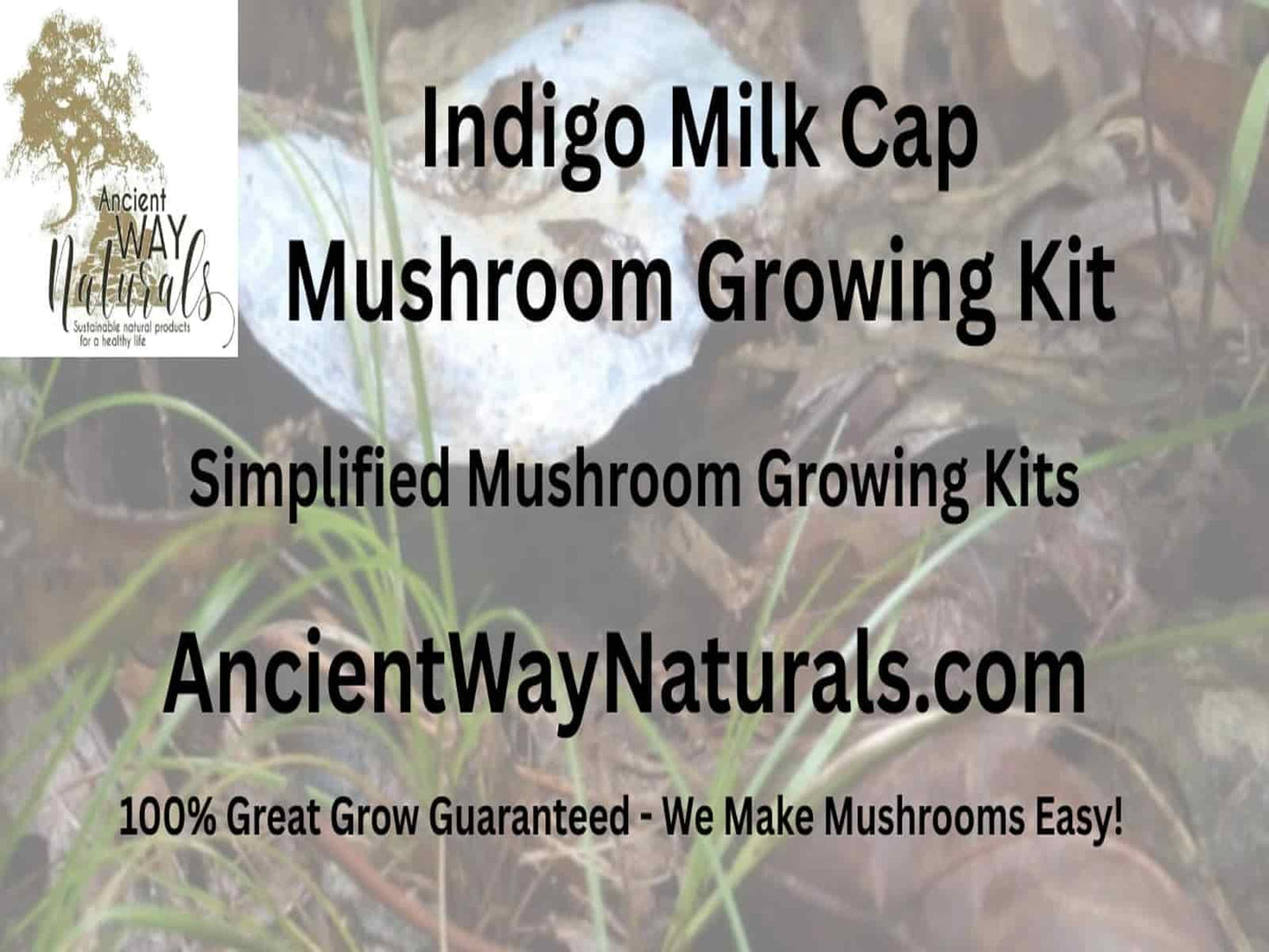 Info Image for Indigo Milk Cap Mushroom Grow Kit with blue Lactarius growing in background