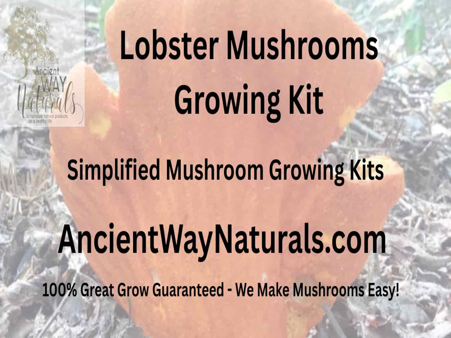 Info image for Simplified Lobster Mushroom Grow Kit with Lobster Mushroom in background