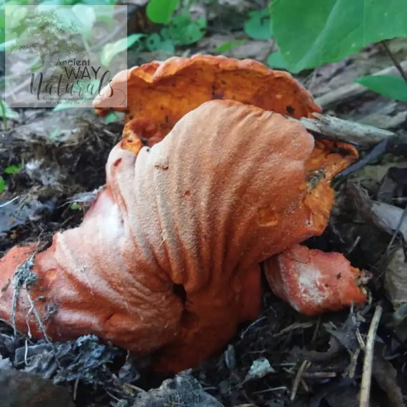 Lobster mushrooms have many beneficial compounds and are delicious