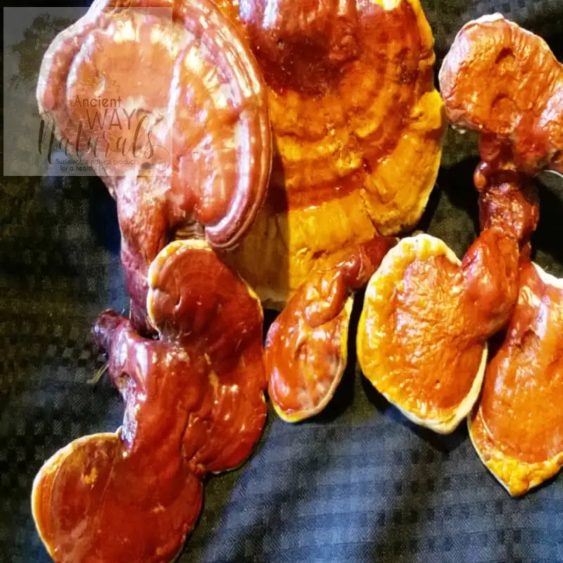 Red Reishi or Ganoderma mushrooms with bright gloss surface