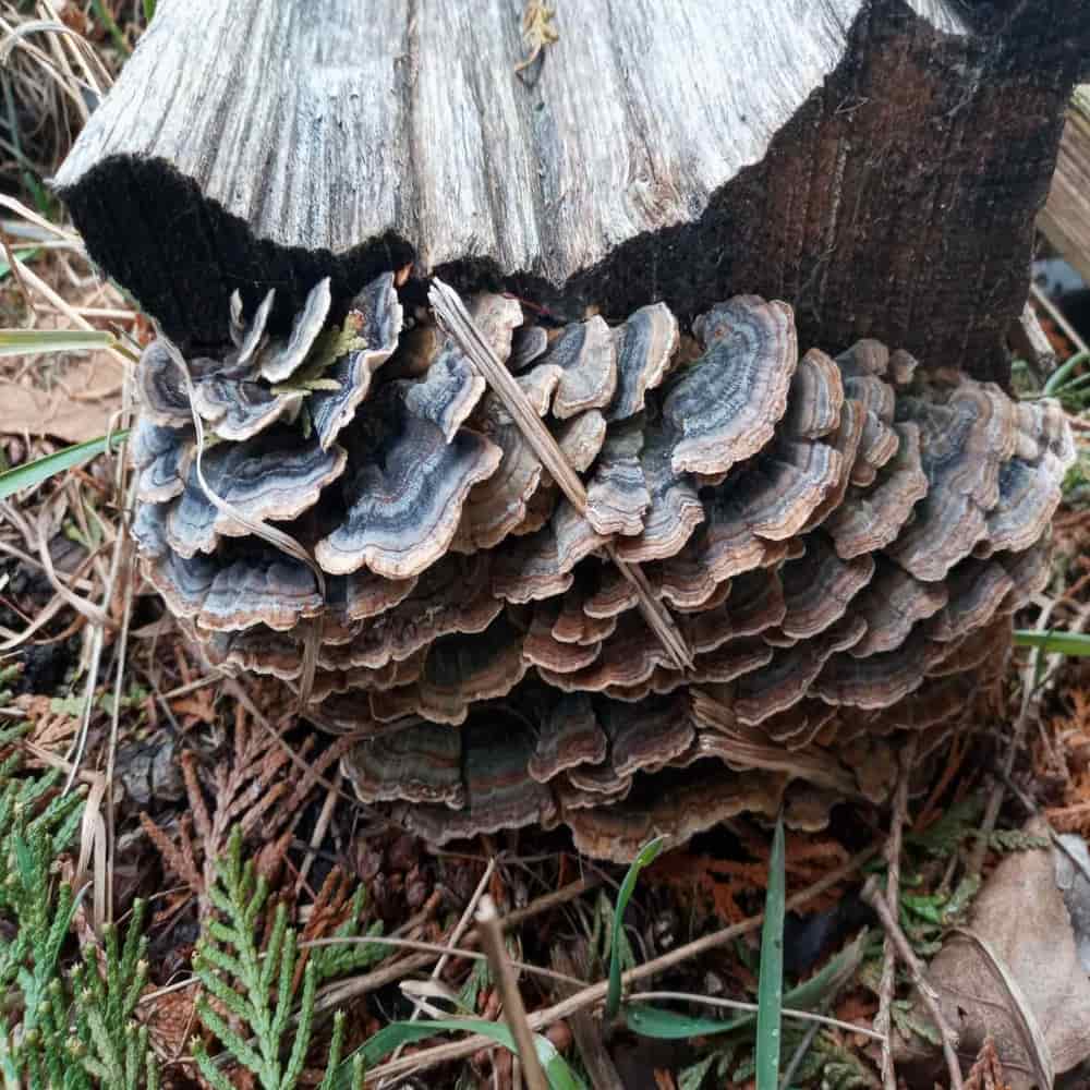 Medicinal Mushrooms Grow Kit 3 pack - Turkey Tail, Reishi, and Hen of the Woods Growing Kits