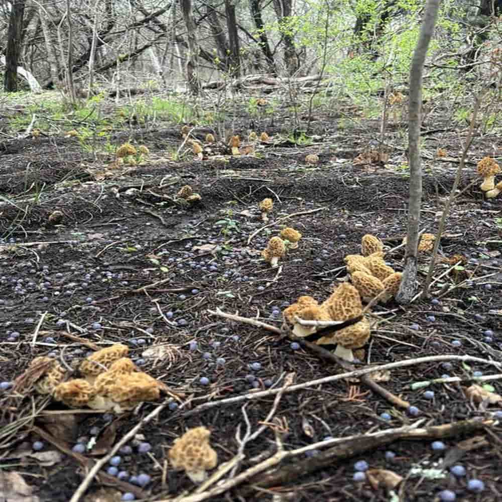 Yellow Morels growing from trail planted 2 years previously with Morel Spores Growing Kit