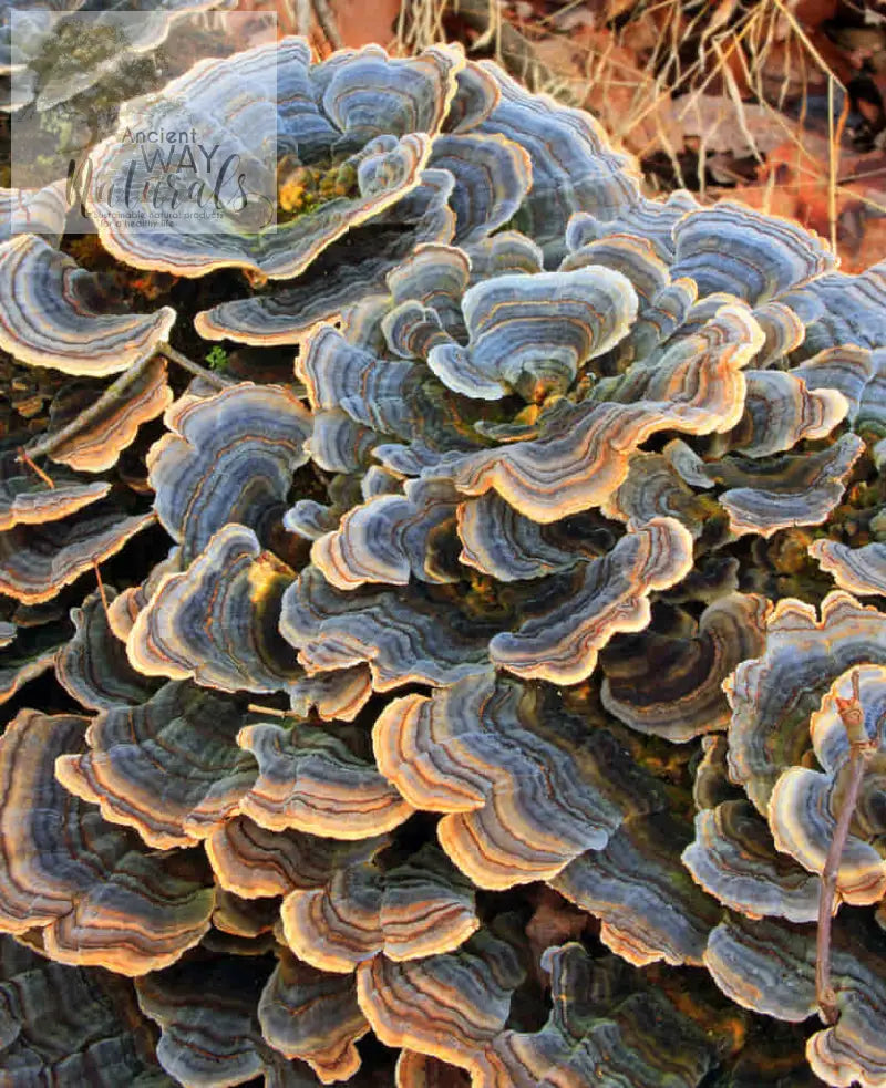 A group of Turkey Tail mushrooms covering a small log and ready to harvest to become part of our Simply Wild Turkey Tail Tincture
