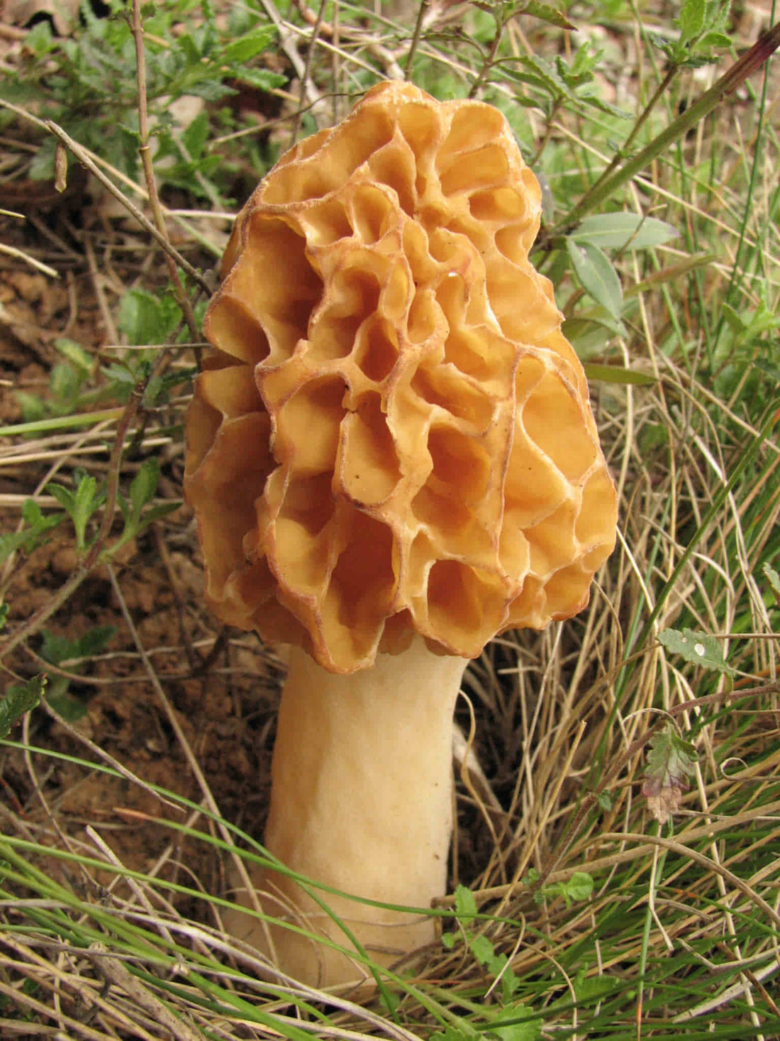 Mature fruit body of large Yellow Morel mushroom growing surrounded by grass in a brushy area