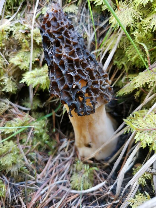 Large fully mature Black Morel mushroom growing from forest floor of fir needles and green fir tree leaves