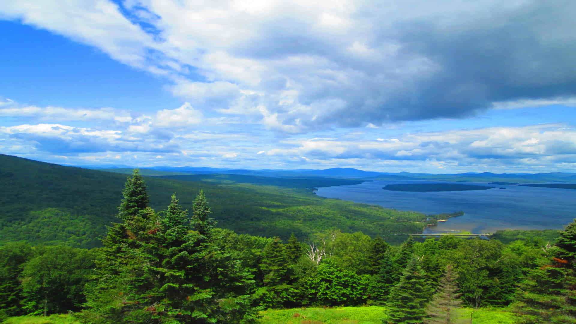 Expansive view of a forest and lake, showing one of the many areas which are sustainably wild harvested by us.