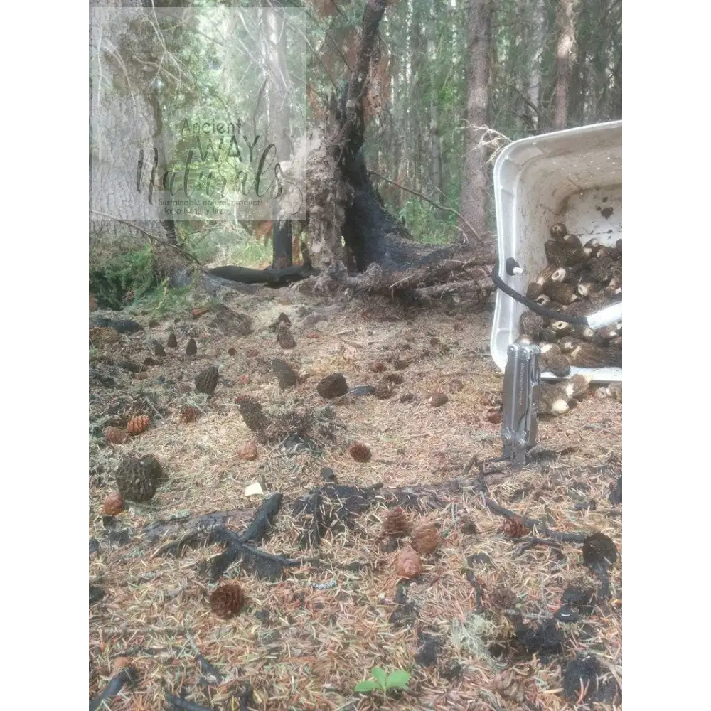 Burn Site Morels Growing from Morel Mushrooms Growing Kit planted in old fire area, fruiting scattered among pine cones