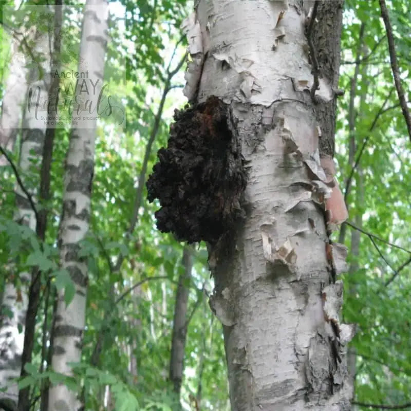 Wild Chaga Mushroom growing on Paper Birch tree in forest