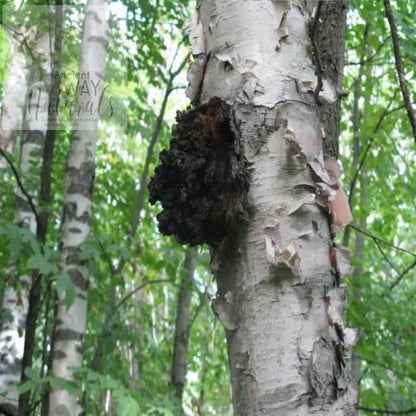 Wild Chaga Mushroom growing on Paper Birch tree in forest