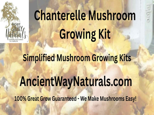 Chanterelle Mushroom Growing Kit - Chanterelle Mushroom Seeds - Chanterelle Grow Kit 3 Pack