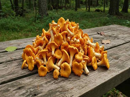 Orange Chanterelle mushrooms harvested from nearby forest and collected into a pile on a wooden picnic table