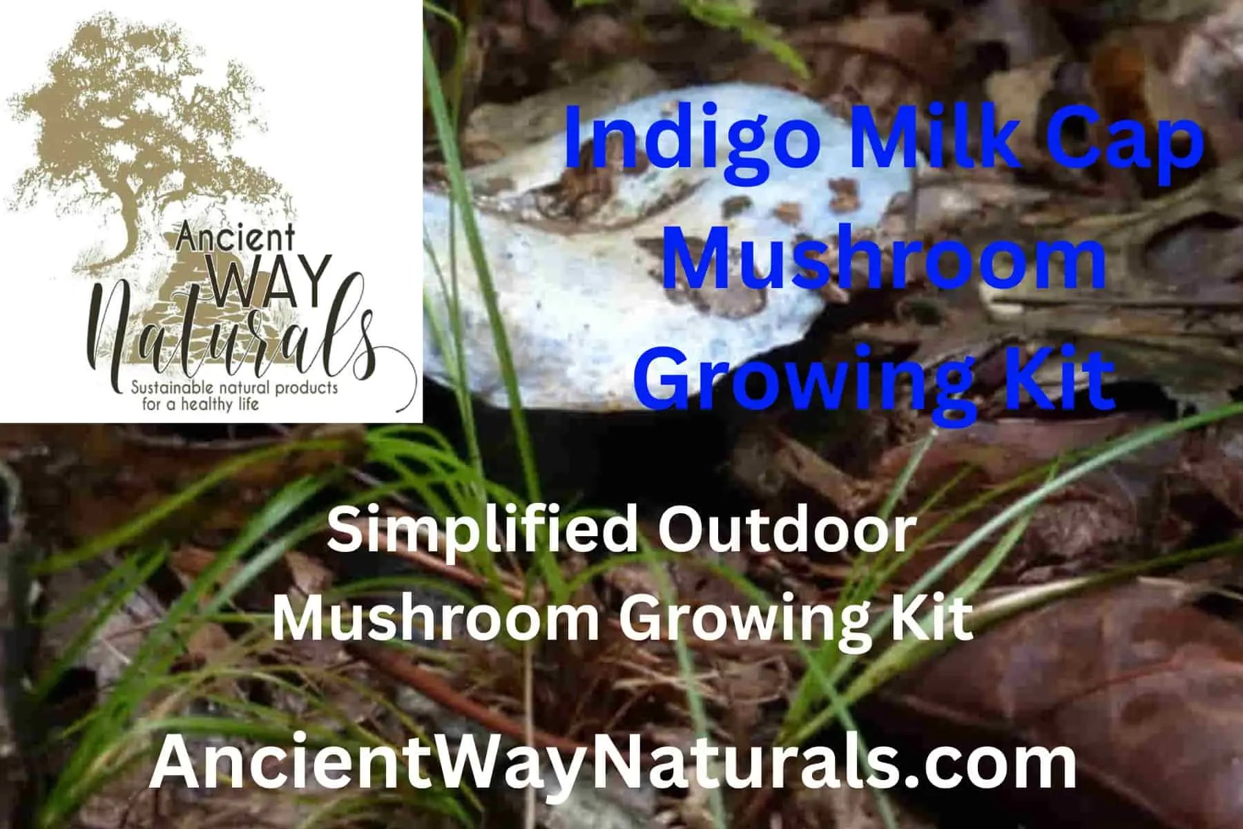 Info Image for Indigo Milk Cap Mushroom Grow Kit with blue Lactarius growing in background