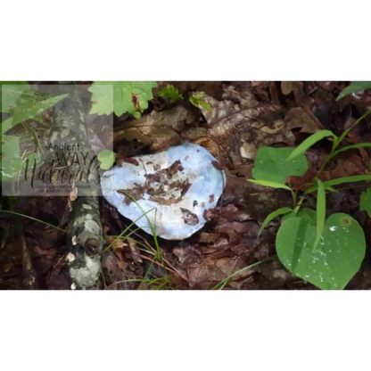 Indigo Milk Cap Mushroom also called Blue Milk Cap and Blue Lactarius, mature fruit body growing in forest 