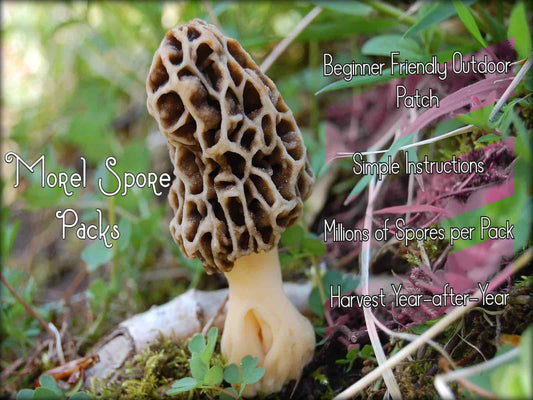 3 Pack Morel Mushroom Spores - Outdoor Morel Mushroom Growing Kit - Morel Grow Kit