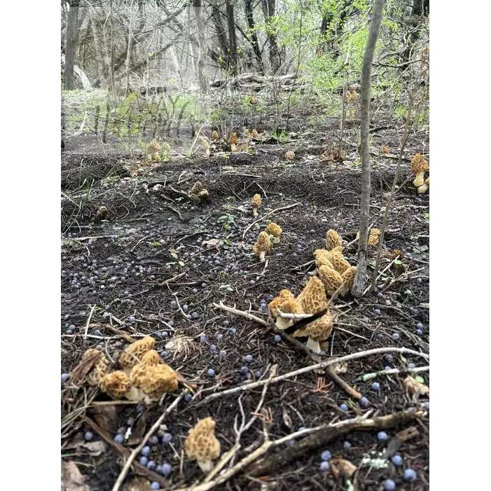 Yellow Morels growing from trail planted 2 years previously with Morel Spores Growing Kit