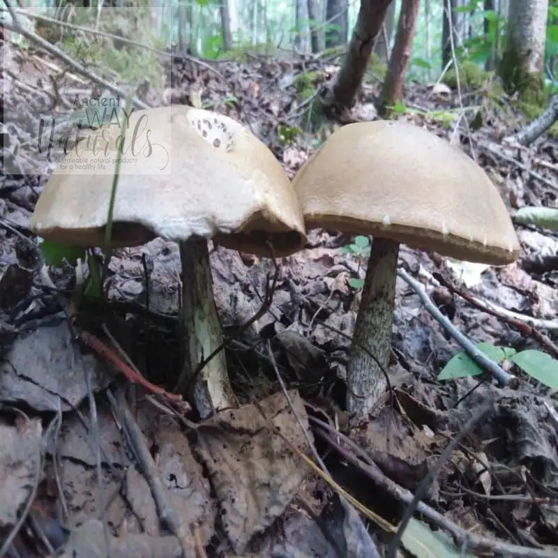 Pale cream colored Porcini mushrooms growing in pair on forest floor