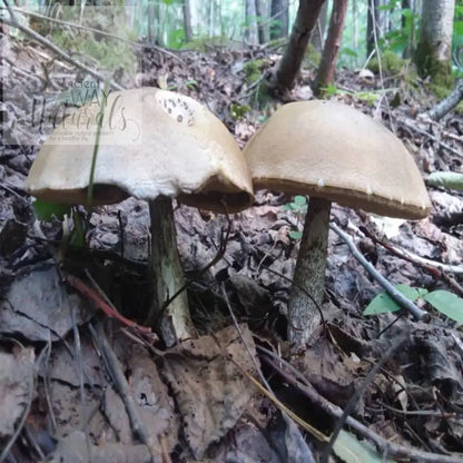 Pale cream colored Porcini mushrooms growing in pair on forest floor