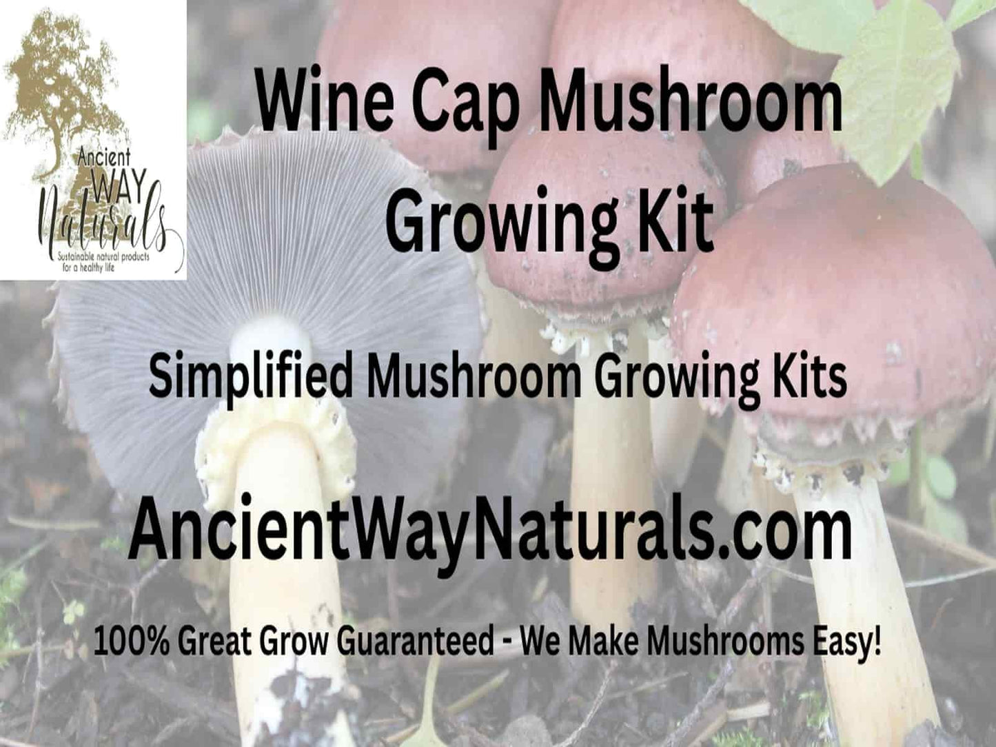 Info image for Simplified Wine Cap Garden Giant Mushroom Growing Kit