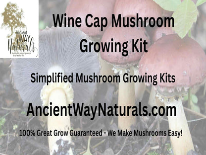 Info image for Simplified Wine Cap Garden Giant Mushroom Growing Kit