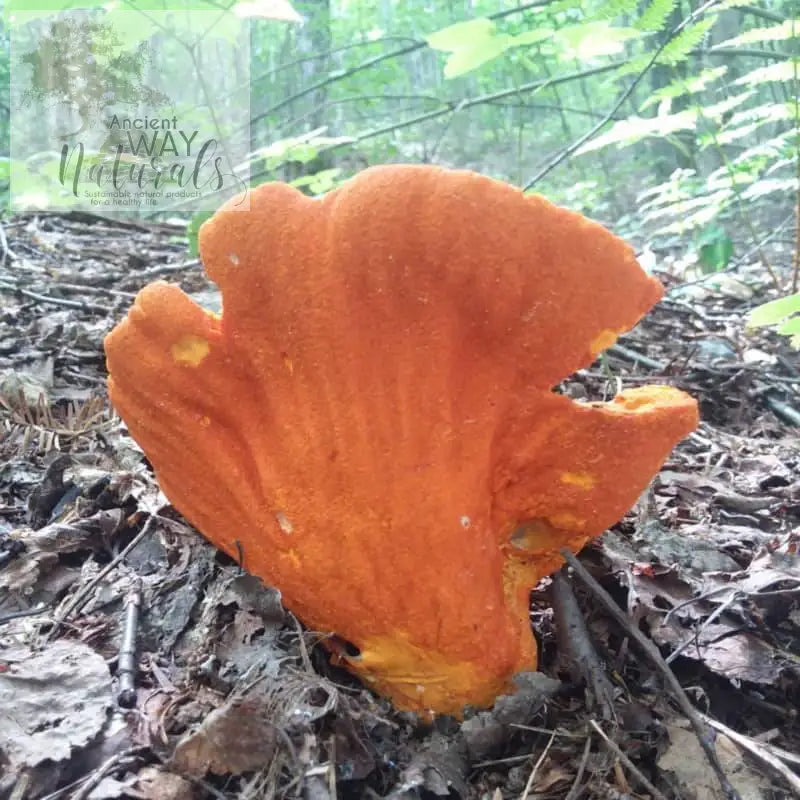 Lobster mushrooms growing kit seeded these Lobster mushrooms 2 years previous
