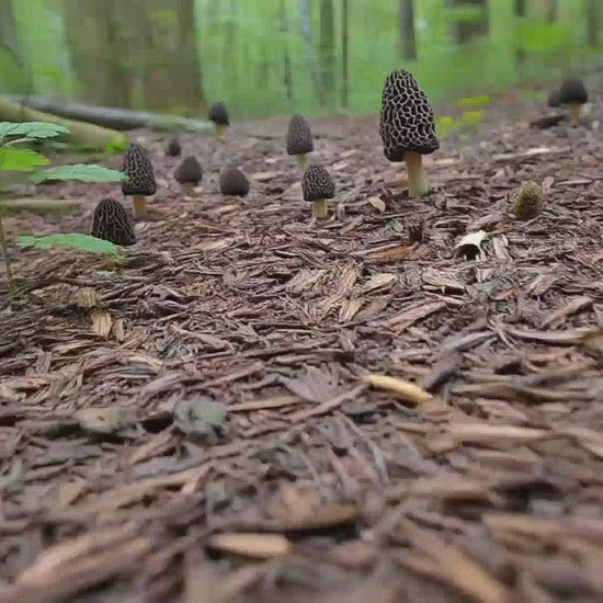 Morel Mushrooms growing from a forest path of woodchips which was planted with a Simplified Morel Mushroom Spore Growing Kit