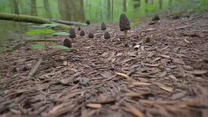 Morel Mushrooms growing from a forest path of woodchips which was planted with a Simplified Morel Mushroom Spore Growing Kit