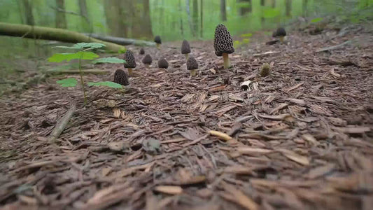 Morel Mushrooms growing from a forest path of woodchips which was planted with a Simplified Morel Mushroom Spore Growing Kit