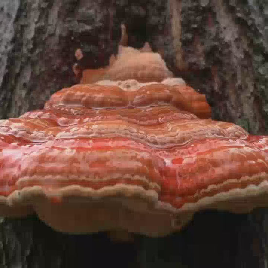 Red Belted Reishi Ganoderma mushroom growing from forest tree during light rainfall