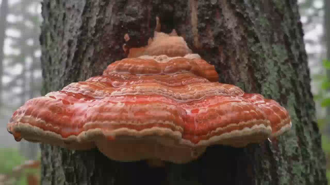 Red Belted Reishi Ganoderma mushroom growing from forest tree during light rainfall
