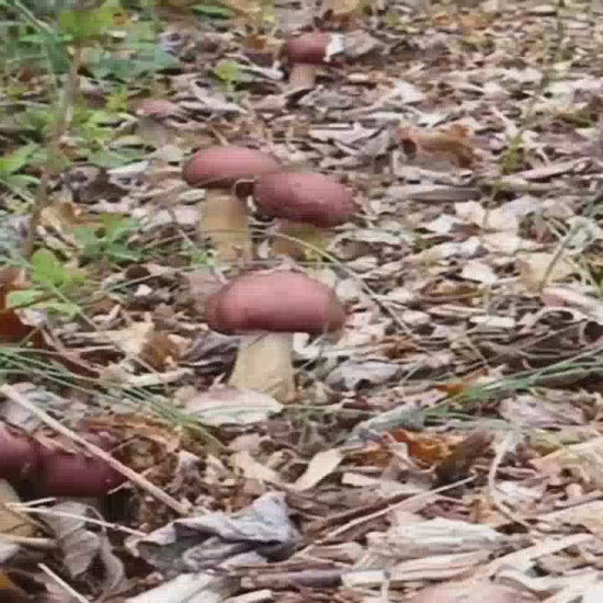 Wine Cap mushroom spawn can be planted along walkways of mulch