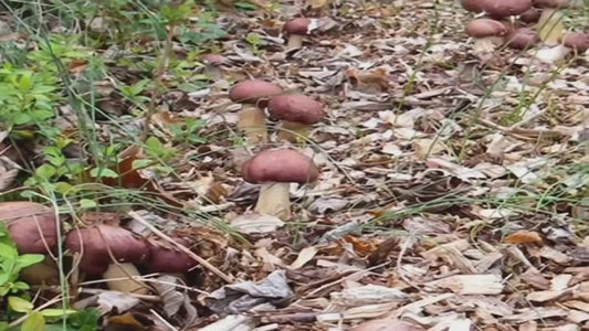 Wine Cap mushroom spawn can be planted along walkways of mulch 