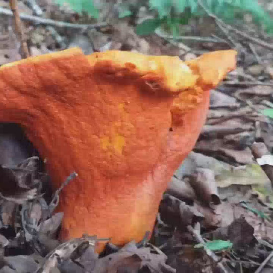 Bright orange Lobster mushroom growing up from dry leaf cover