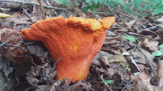 Lobster Mushroom Spores Grow Kit